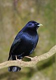 Satin Bowerbird